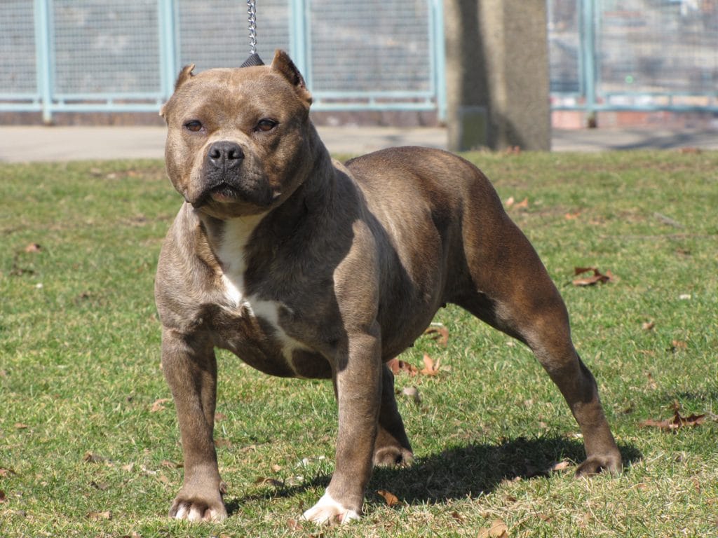 Angry Pitbull Defense DOg