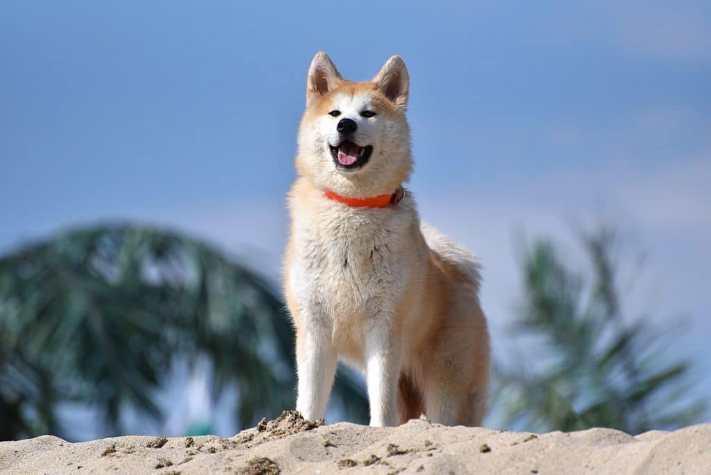 Best Guard Dogs Akita