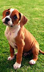 Best Guard Dogs Boxer