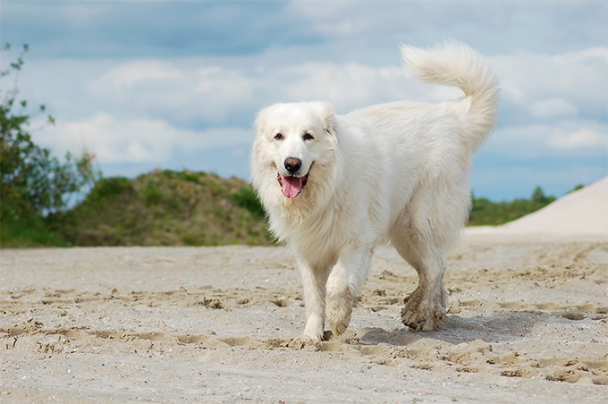 Best Guard Dogs Great Pyranees