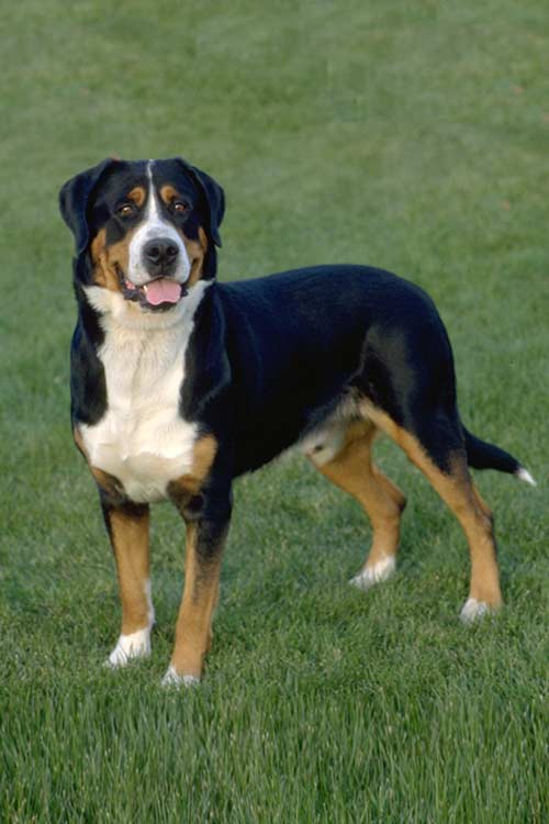 Best Guard Dogs Great Swiss