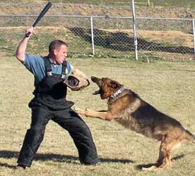 Get a Guard dog